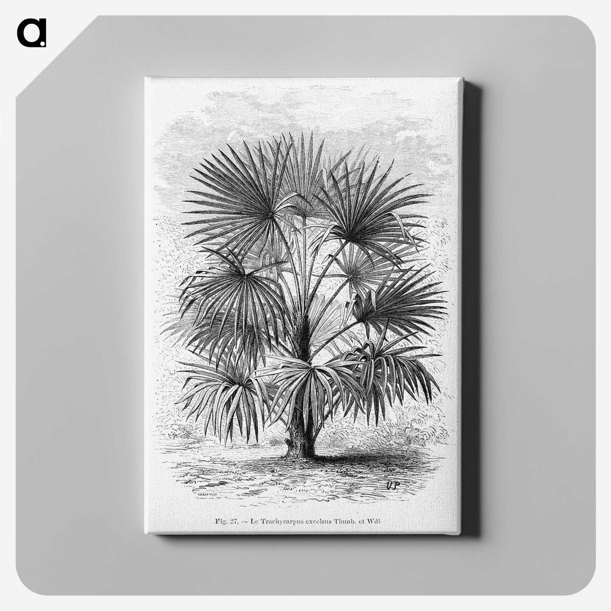 1-92_Les-Palmiers-Histoire-Iconographique_canvas