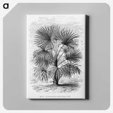 1-92_Les-Palmiers-Histoire-Iconographique_canvas