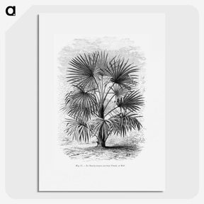 1-92_Les-Palmiers-Histoire-Iconographique_picture