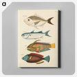 アートパネル-Moluccan Fishes
 - ルイ ルナール Canvas.