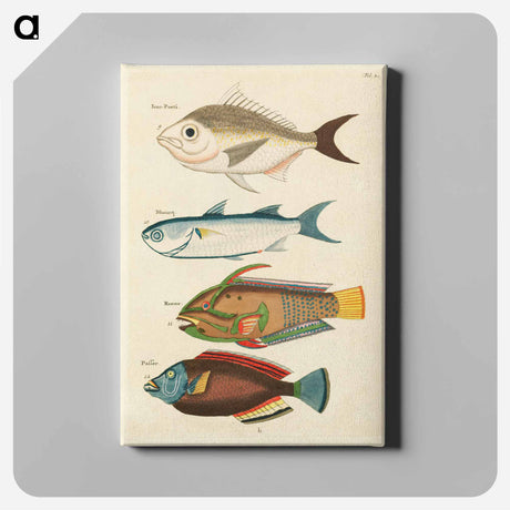 アートパネル-Moluccan Fishes
 - ルイ ルナール Canvas.