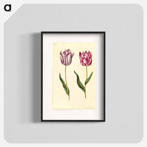 アートポスター-Tulipa Gesneriana
 - マリア ジビーラ メーリアン Poster.