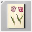 アートパネル-Tulipa Gesneriana
 - マリア ジビーラ メーリアン Canvas.