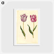 アートポストカード-Tulipa Gesneriana
 - マリア ジビーラ メーリアン Postcard.