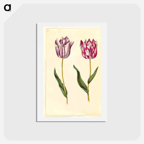 アートポストカード-Tulipa Gesneriana
 - マリア ジビーラ メーリアン Postcard.