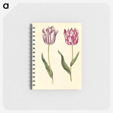 1-92_Maria-Sibylla-Merian_memo