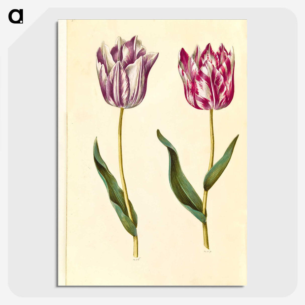 1-92_Maria-Sibylla-Merian_picture-crop