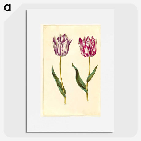 1-92_Maria-Sibylla-Merian_picture