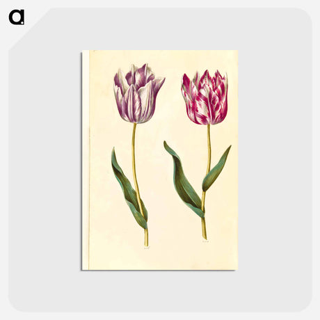 アートポストカード-Tulipa Gesneriana
 - マリア ジビーラ メーリアン Postcard.