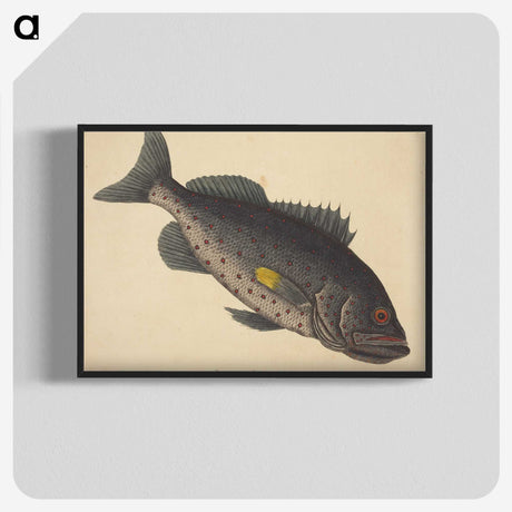 1-92_Mark-Catesby_blk-crop