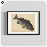 1-92_Mark-Catesby_blk
