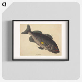 アートポスター-The Rock Fish
 - マーク ケイツビー Poster.