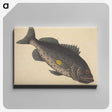 1-92_Mark-Catesby_canvas
