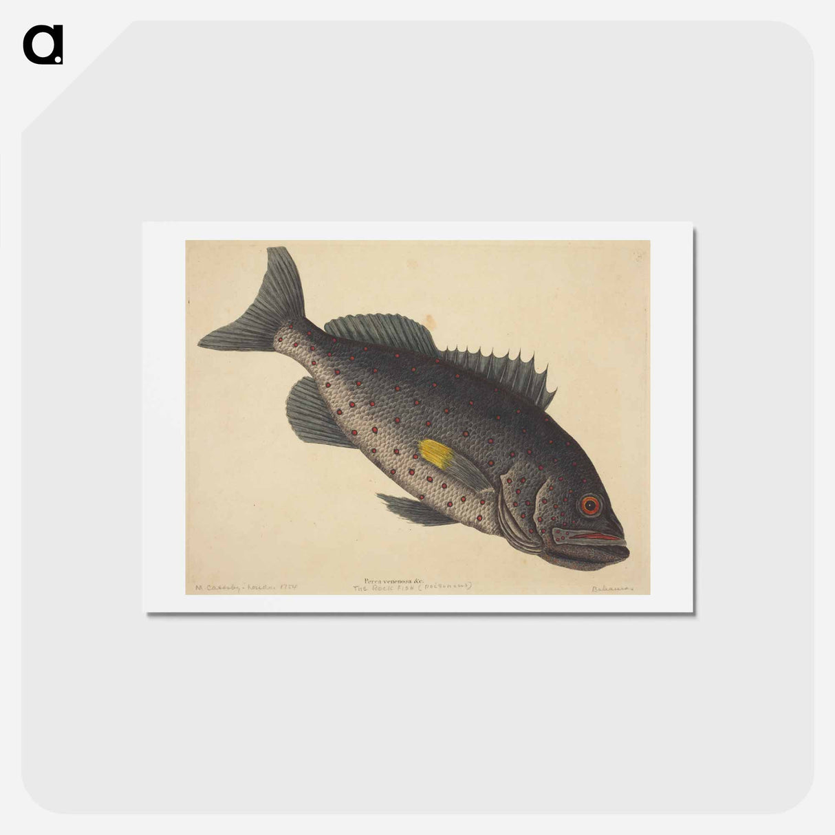 アートポストカード-The Rock Fish
 - マーク ケイツビー Postcard.