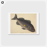 アートポストカード-The Rock Fish
 - マーク ケイツビー Postcard.