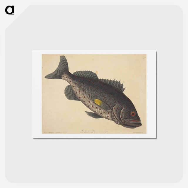 アートポストカード-The Rock Fish
 - マーク ケイツビー Postcard.