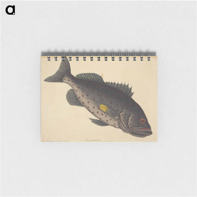 アートメモ帳-The Rock Fish
 - マーク ケイツビー Memo.