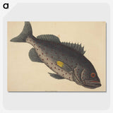 1-92_Mark-Catesby_picture-crop