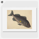 1-92_Mark-Catesby_picture