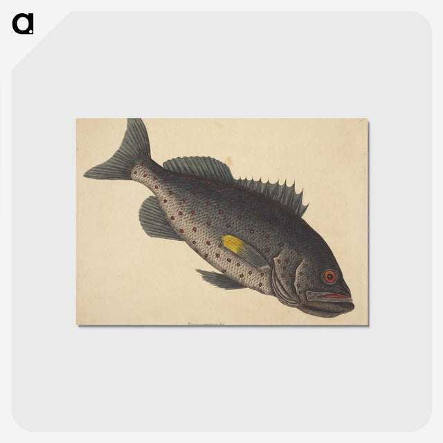 1-92_Mark-Catesby_postcard