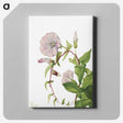1-92_Mary-Vaux-Walcott_canvas