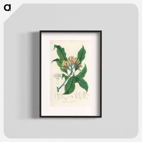 アートポスター-Cloves Illustration
 - 薬用植物学 Poster.