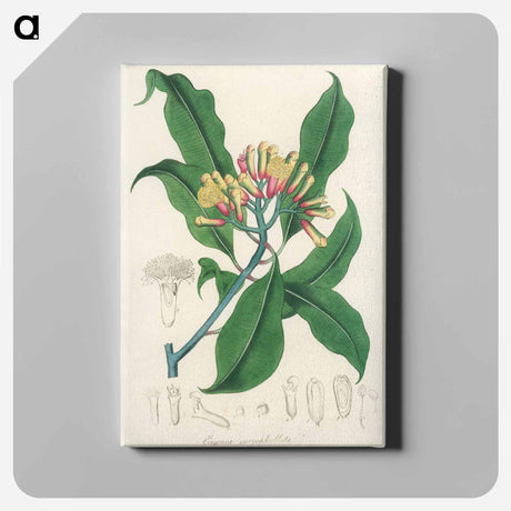 アートパネル-Cloves Illustration
 - 薬用植物学 Canvas.