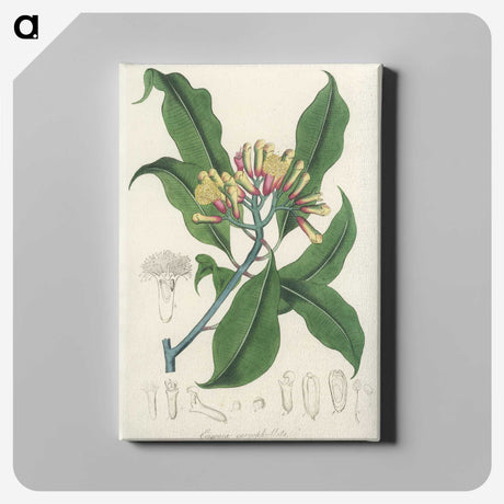 1-92_Medical-Botany_canvas