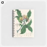 アートメモ帳-Cloves Illustration
 - 薬用植物学 Memo.