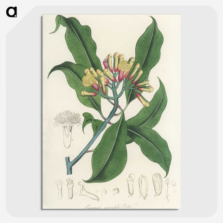 1-92_Medical-Botany_picture-crop
