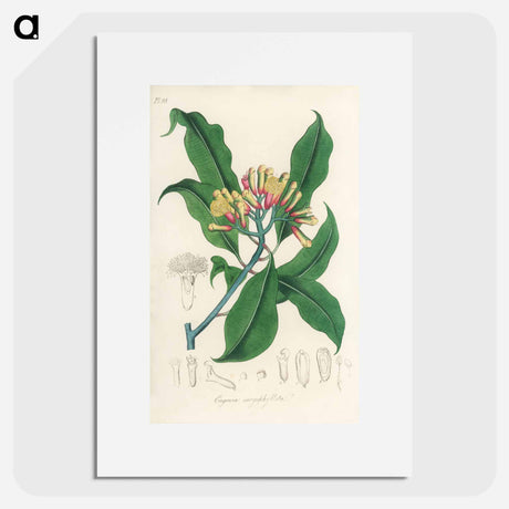 アートポスター-Cloves Illustration
 - 薬用植物学 Poster.
