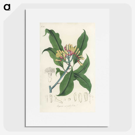1-92_Medical-Botany_picture