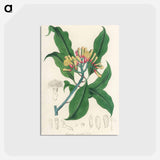 アートポストカード-Cloves Illustration
 - 薬用植物学 Postcard.
