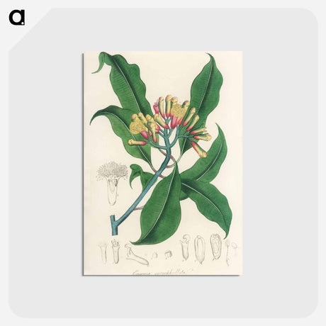 アートポストカード-Cloves Illustration
 - 薬用植物学 Postcard.