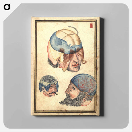 アートパネル-Three Heads with Flayed Scalps, Showing Cranium and Veins
 - 国立医学図書館 Canvas.