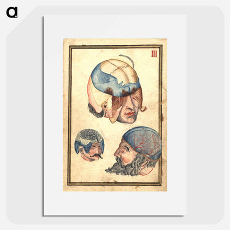 アートポスター-Three Heads with Flayed Scalps, Showing Cranium and Veins
 - 国立医学図書館 Poster.