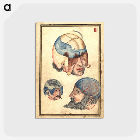 アートポストカード-Three Heads with Flayed Scalps, Showing Cranium and Veins
 - 国立医学図書館 Postcard.