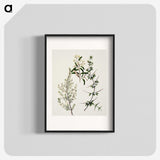 1-92_Native-Flowering-Plants-of-New-Zealand_blk