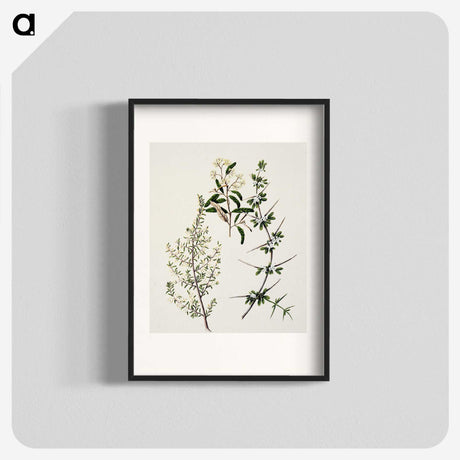 1-92_Native-Flowering-Plants-of-New-Zealand_blk