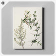 1-92_Native-Flowering-Plants-of-New-Zealand_canvas
