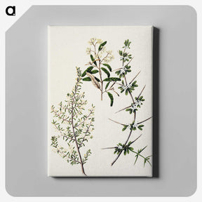 1-92_Native-Flowering-Plants-of-New-Zealand_canvas