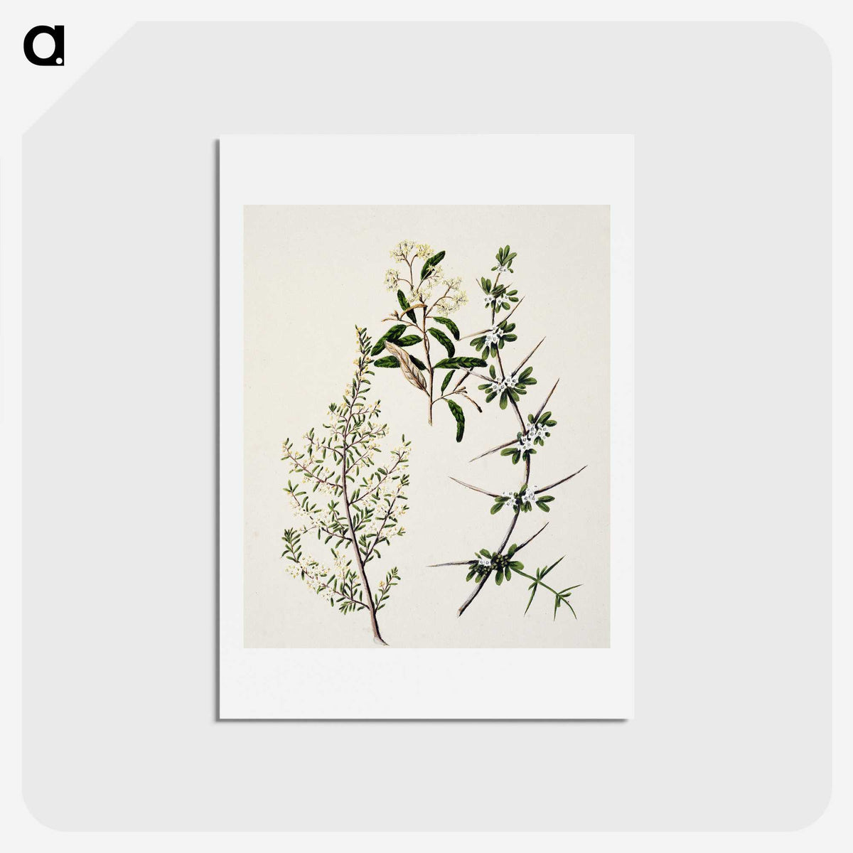 1-92_Native-Flowering-Plants-of-New-Zealand_hagaki