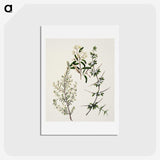 1-92_Native-Flowering-Plants-of-New-Zealand_hagaki