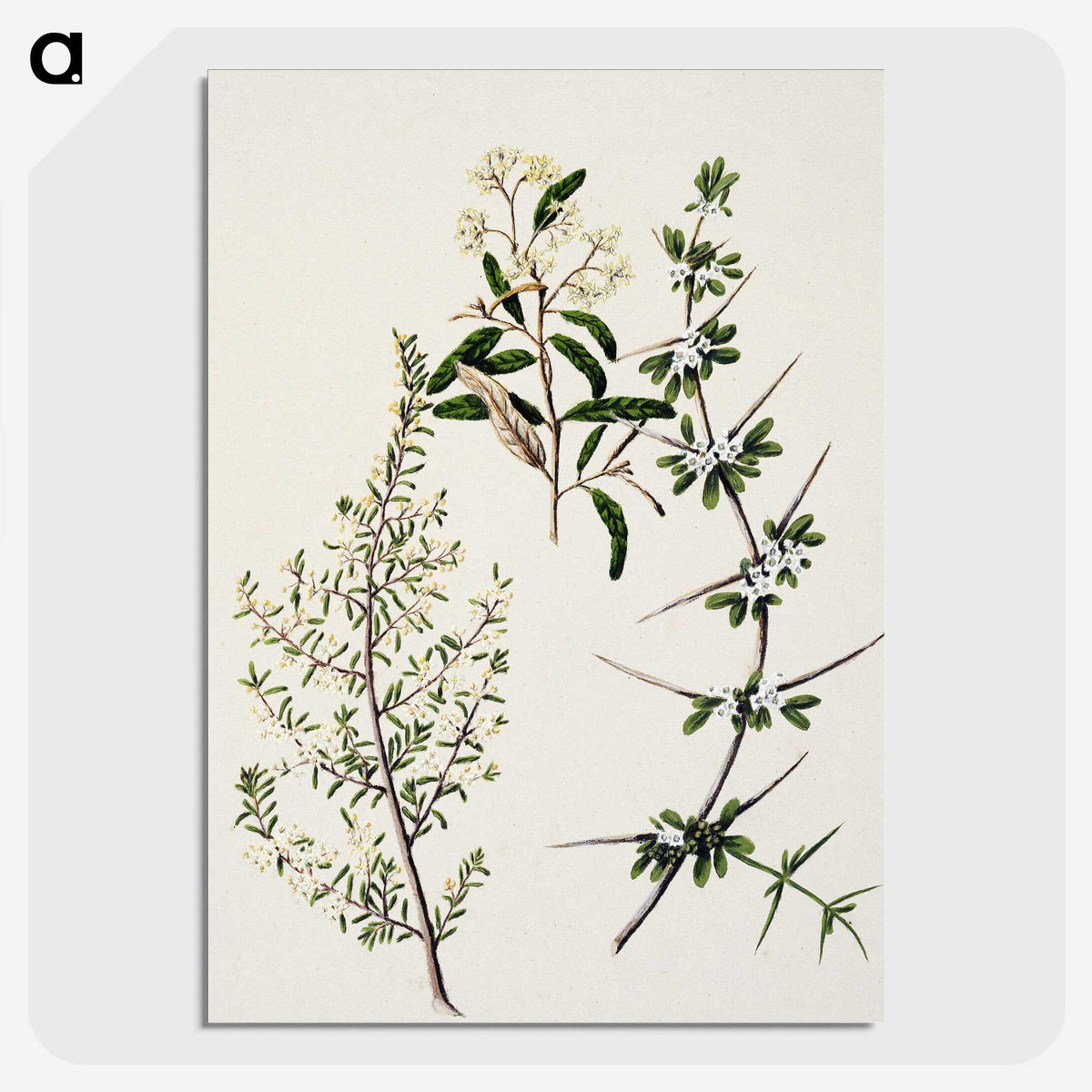 1-92_Native-Flowering-Plants-of-New-Zealand_picture-crop