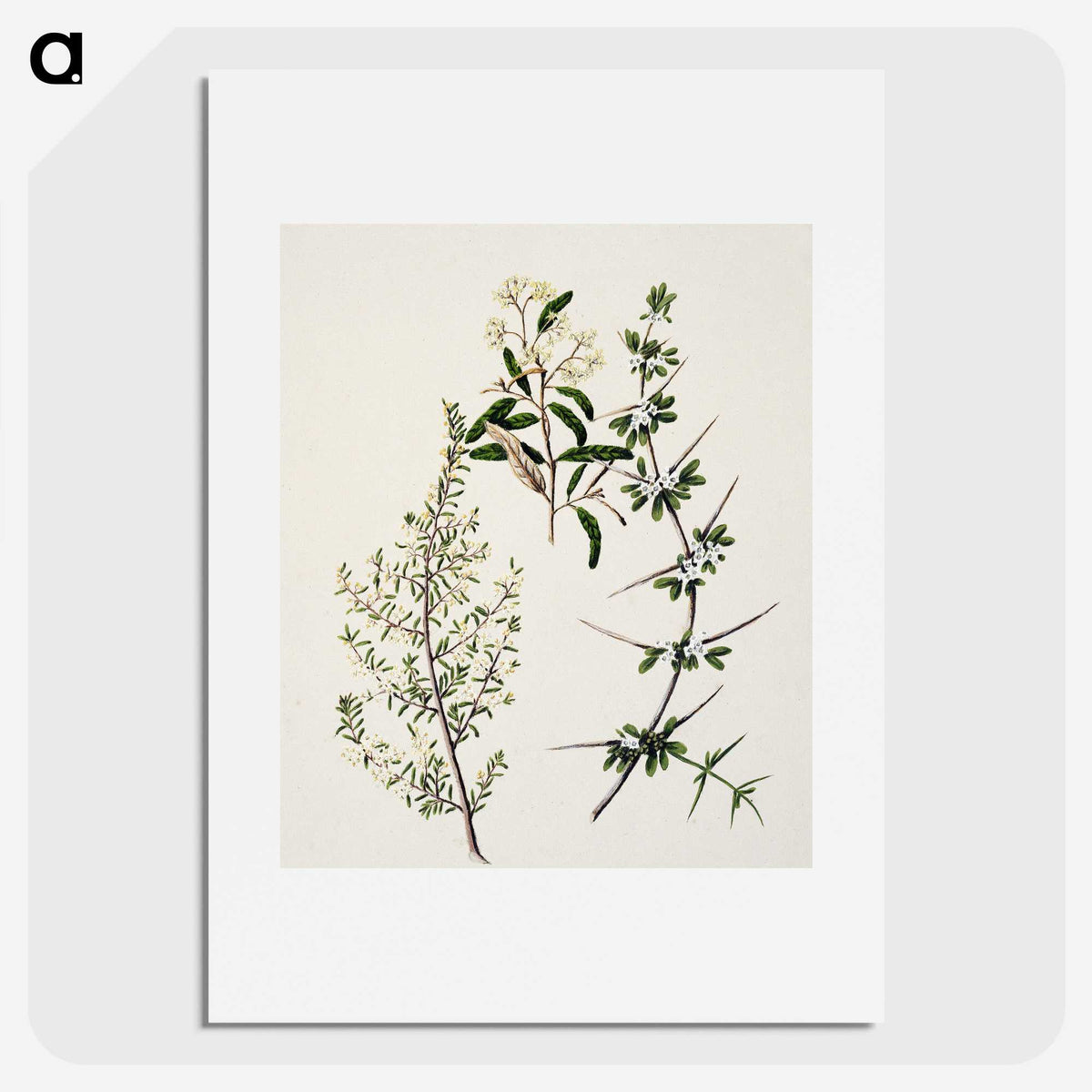 1-92_Native-Flowering-Plants-of-New-Zealand_picture