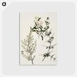 1-92_Native-Flowering-Plants-of-New-Zealand_postcard