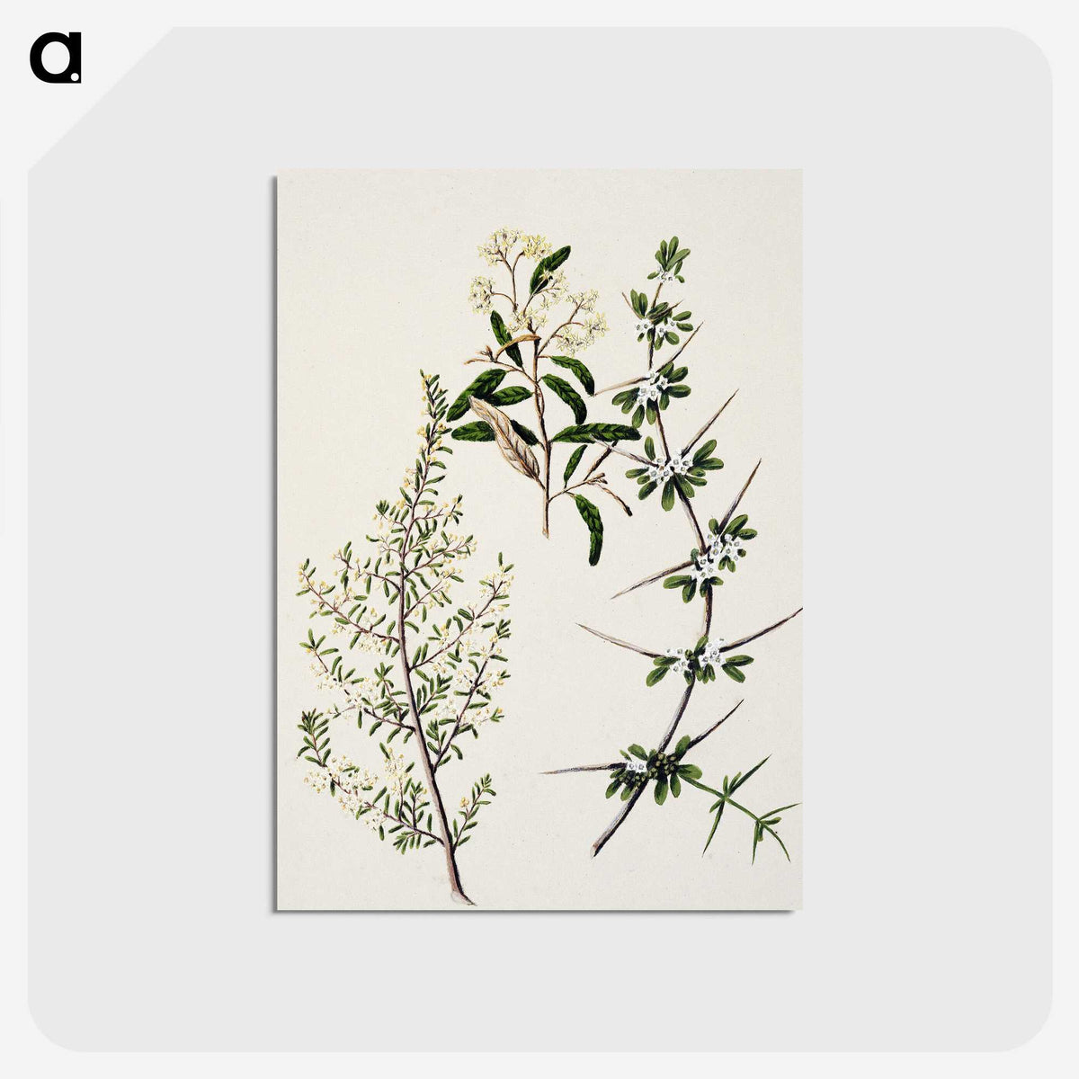 1-92_Native-Flowering-Plants-of-New-Zealand_postcard