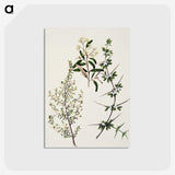 1-92_Native-Flowering-Plants-of-New-Zealand_postcard