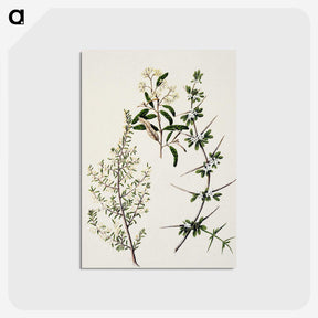 1-92_Native-Flowering-Plants-of-New-Zealand_postcard