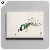 アートパネル-Eastern Turtle Dove and Miscanthus
 - 鳥類図鑑 Canvas.
